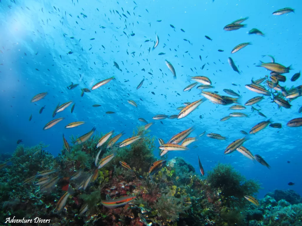 Islas Hormigas Reef Fish