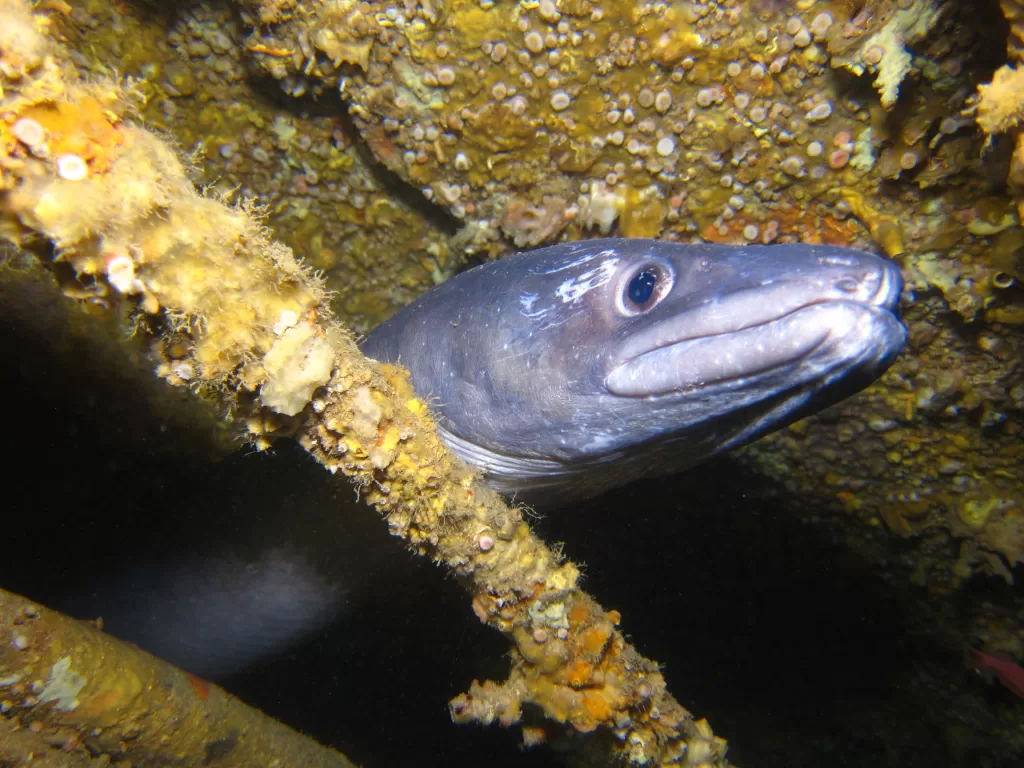 Islas Hormigas Conger Eel