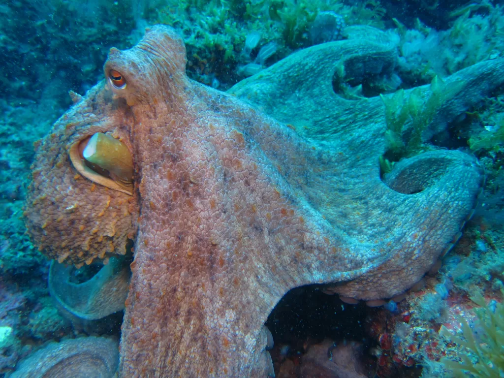 Octopus Islas Hormigas